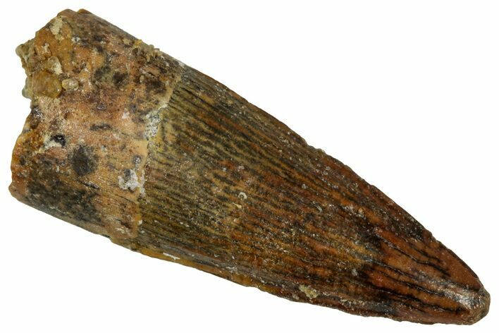 Juvenile Fossil Spinosaurus Tooth - Real Dinosaur Tooth #348709